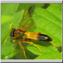 Tenthredo campestris - Blattwespe 09.jpg